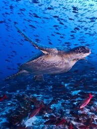 bbc:潜入加拉帕戈斯群岛