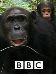 bbc:黑猩猩家族的命运