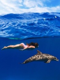 bbc:与海豚一起潜水