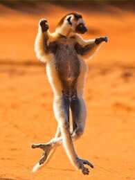 bbc:马达加斯加狐猴