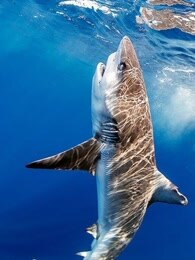 bbc:鲨鱼治疗法之大型鲨鱼
