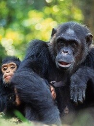 bbc:危险中的猿