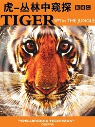 bbc:虎-丛林中窥探