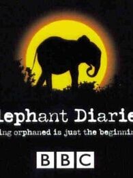 bbc:大象日记第二季
