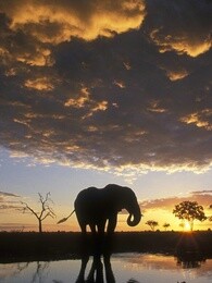 bbc:大象的秘密生活