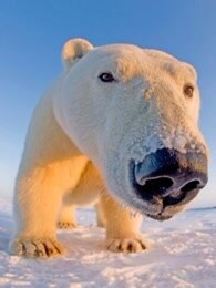 bbc:北极熊-冰上侦探