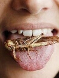 bbc:吃昆虫能拯救世界吗