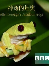 bbc:神奇的蛙类