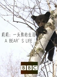 bbc:莉莉一头熊的生活