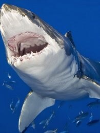 bbc:鲨鱼的科学