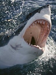 bbc:鲨鱼治疗法之恐怖鲨鱼